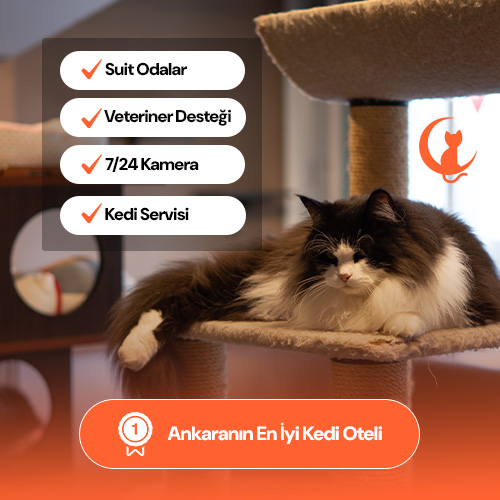 Ankara En İyi Kedi Oteli
