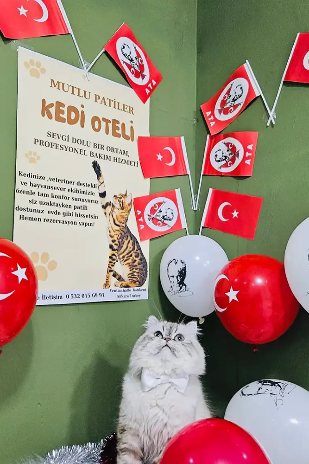 kedi-oteli-golbasi